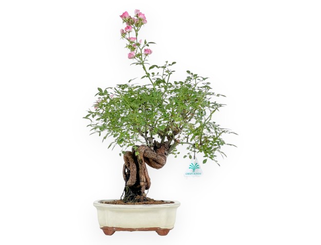 Rose spp - 31 cm