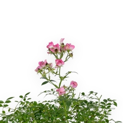 Rosa spp - 31 cm