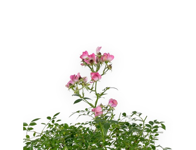 Rosier spp - 31 cm 2