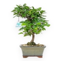 Carpinus Laxiflora - Hainbuche - 31 cm