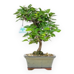 Carpinus Laxiflora - Carpe - 31 cm