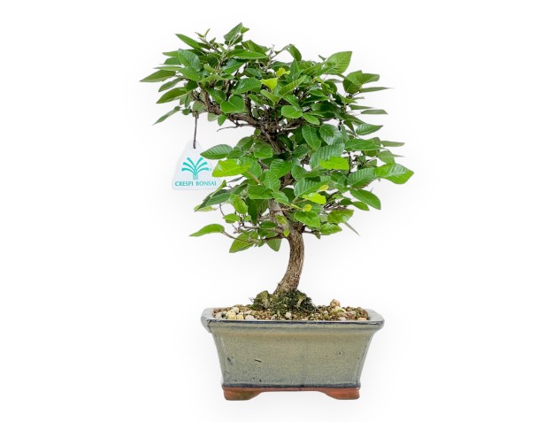 Carpinus Laxiflora - Hainbuche - 31 cm