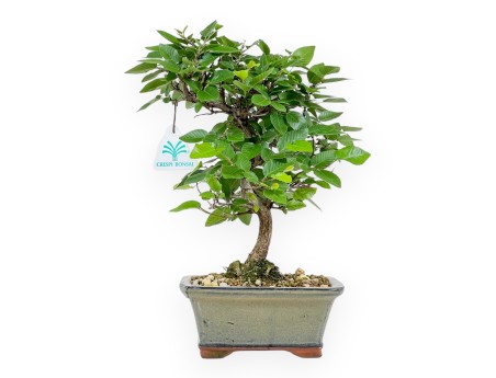 Carpinus Laxiflora - Carpe - 31 cm