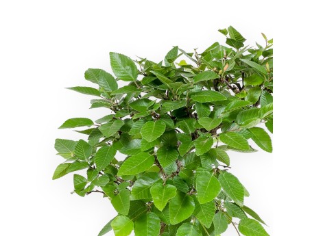 Carpinus Laxiflora - Hainbuche - 31 cm