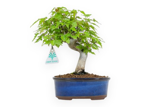 Acer Buergerianum - 25 cm