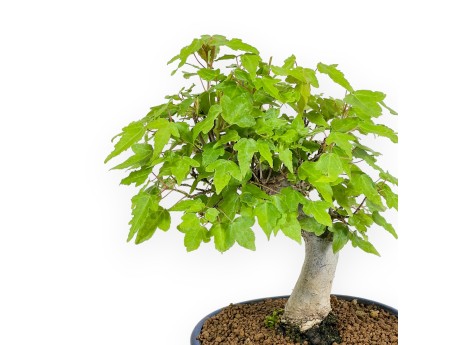 Acer Buergerianum - 25 cm