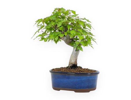 Acer Buergerianum - Érable - 25 cm