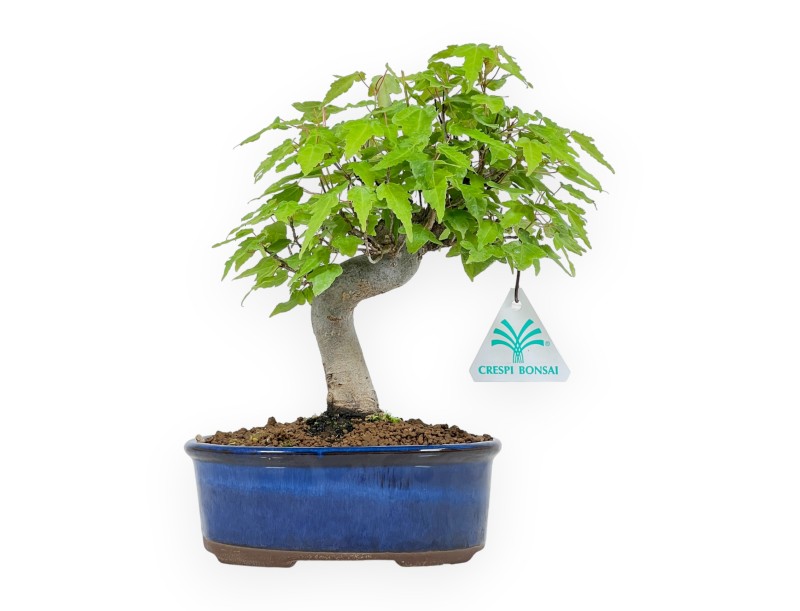 Acer Buergerianum - Acero - 25 cm