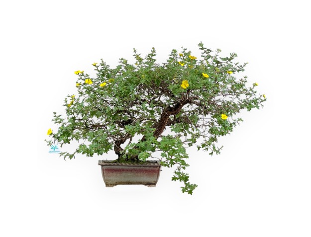 Potentilla Fruticosa - 59 cm