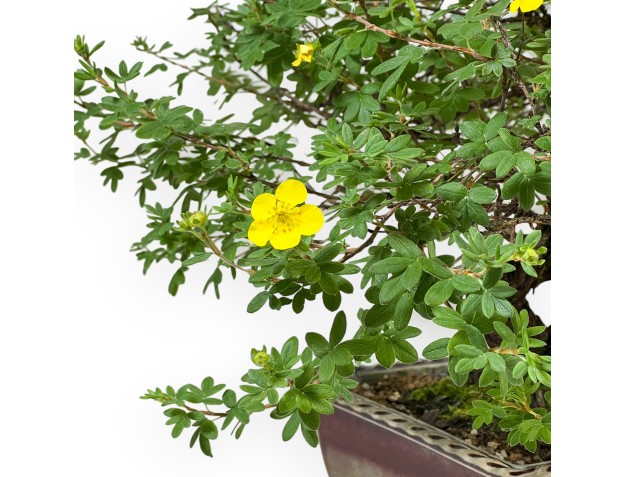 Potentilla Fruticosa - 59 cm 2