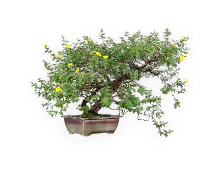 Potentilla Fruticosa - 59 cm