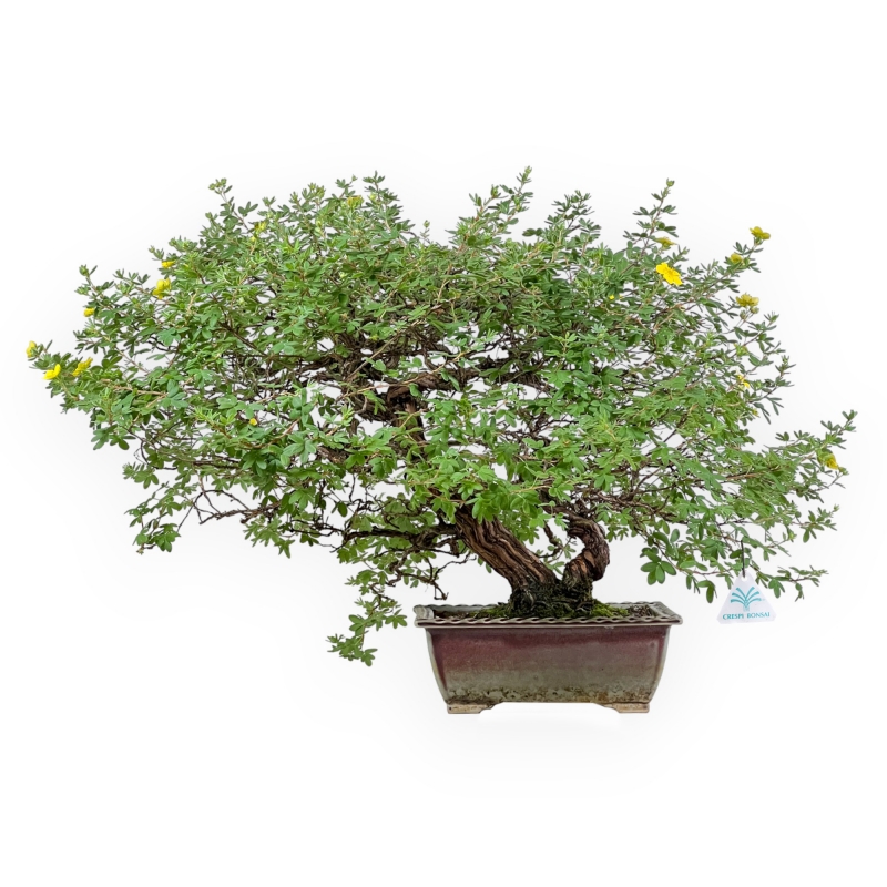 Potentilla Fruticosa - 59 cm