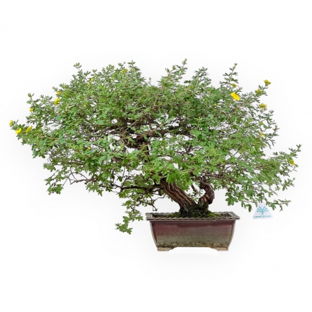 Potentilla Fruticosa - 59 cm