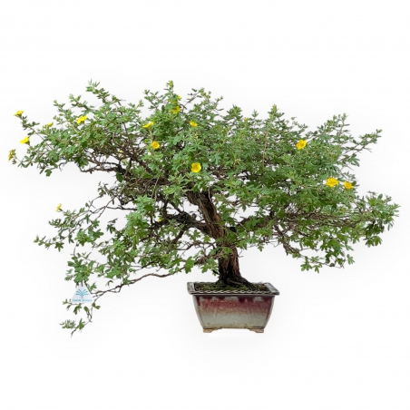Potentilla Fruticosa - 59 cm
