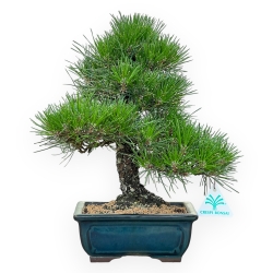 Pinus Thunbergii - Pino Nero - 33 cm