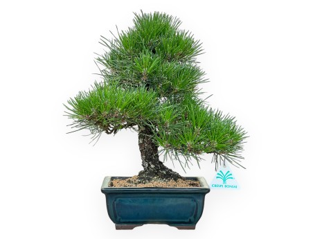 Pinus Thunbergii - Pino Nero - 33 cm