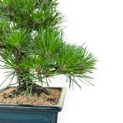 Pinus Thunbergii - Pino Nero - 33 cm