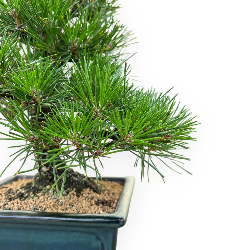 Pinus Thunbergii - Pino Nero - 33 cm