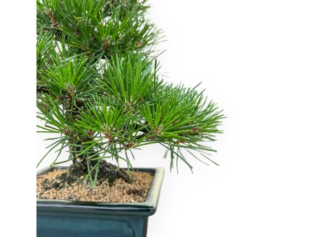 Pinus Thunbergii - Black Pine - 33 cm