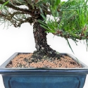 Pinus Thunbergii - Pino Nero - 33 cm
