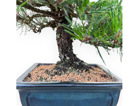 Pinus Thunbergii - Black Pine - 33 cm