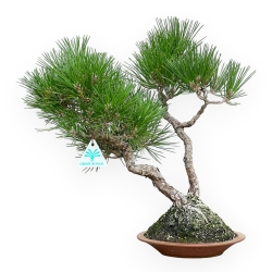 Pinus Thunbergii - Pino Nero - 38 cm