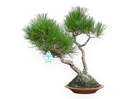 Pinus Thunbergii - Pin Noir - 38 cm