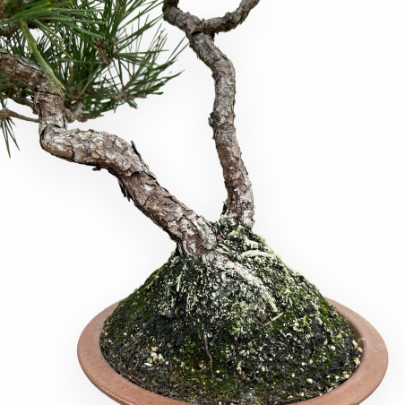 Pinus Thunbergii - Pino Nero - 38 cm