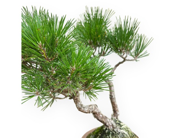 Pinus Thunbergii - Black Pine - 38 cm 2
