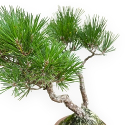 Pinus Thunbergii - Pino Nero - 38 cm