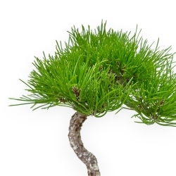 Pinus Thunbergii - Pino Nero - 30 cm