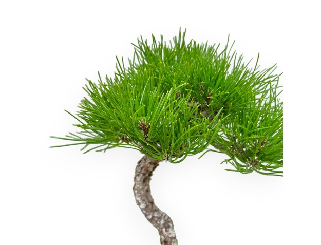 Pinus Thunbergii - Schwarzkiefer - 30 cm 2