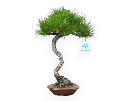 Pinus Thunbergii - Pin Noir - 30 cm