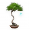 Pinus Thunbergii - Pino Nero - 30 cm