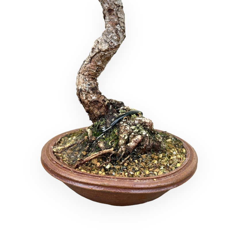 Pinus Thunbergii - Pino Nero - 30 cm