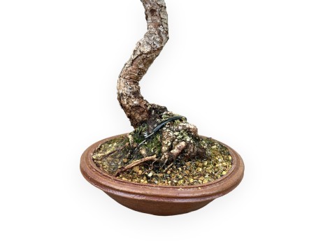Pinus Thunbergii - Pino negro - 30 cm