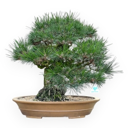Pinus Thunbergii - Pino Nero - 49 cm