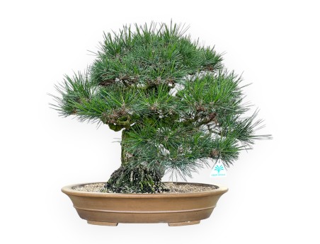 Pinus Thunbergii - Pin Noir - 49 cm
