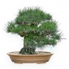 Pinus Thunbergii - Pin Noir - 49 cm