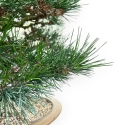 Pinus Thunbergii - Pino Nero - 49 cm