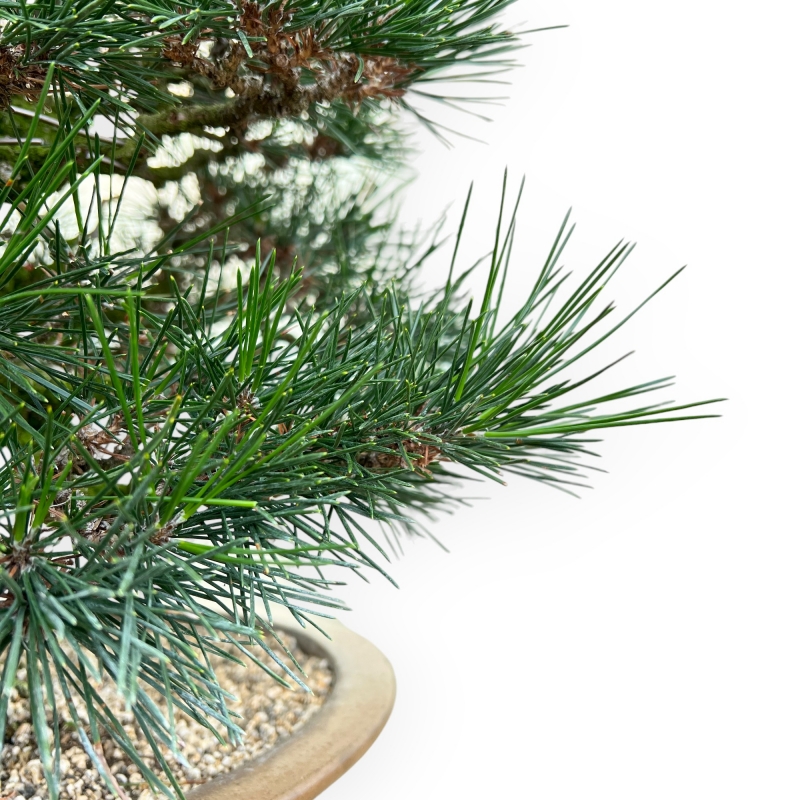 Pinus Thunbergii - Pino Nero - 49 cm