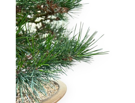 Pinus Thunbergii - Pin Noir - 49 cm