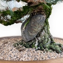 Pinus Thunbergii - Pino Nero - 49 cm
