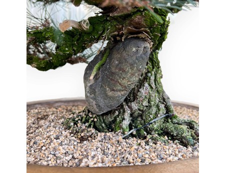 Pinus Thunbergii - Pino Nero - 49 cm