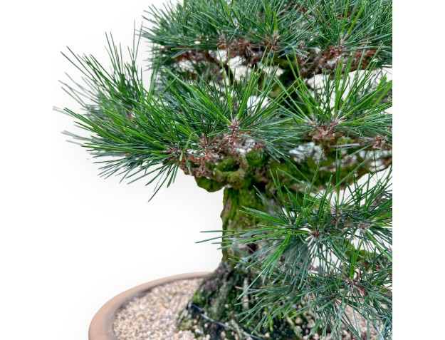Pinus Thunbergii - Pin Noir - 49 cm 2