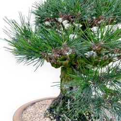 Pinus Thunbergii - Pino Nero - 49 cm