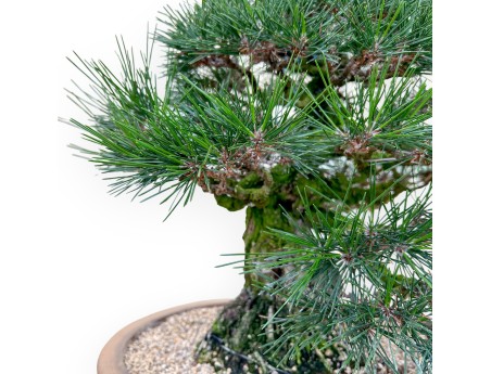 Pinus Thunbergii - Black Pine - 49 cm