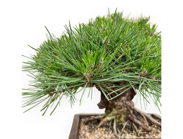 Pinus Thunbergii Gansekisho - Black Pine - 35 cm 2