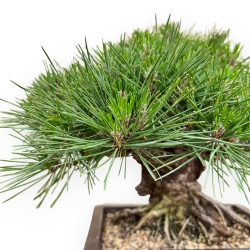 Pinus Thunbergii Gansekisho - Pin Noir - 35 cm