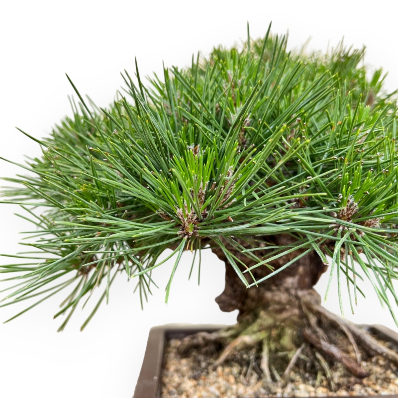 Pinus Thunbergii Gansekisho - Pin Noir - 35 cm